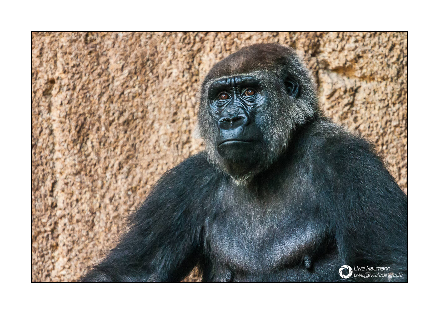 Gorilla Portrait - Zoo Leipzig