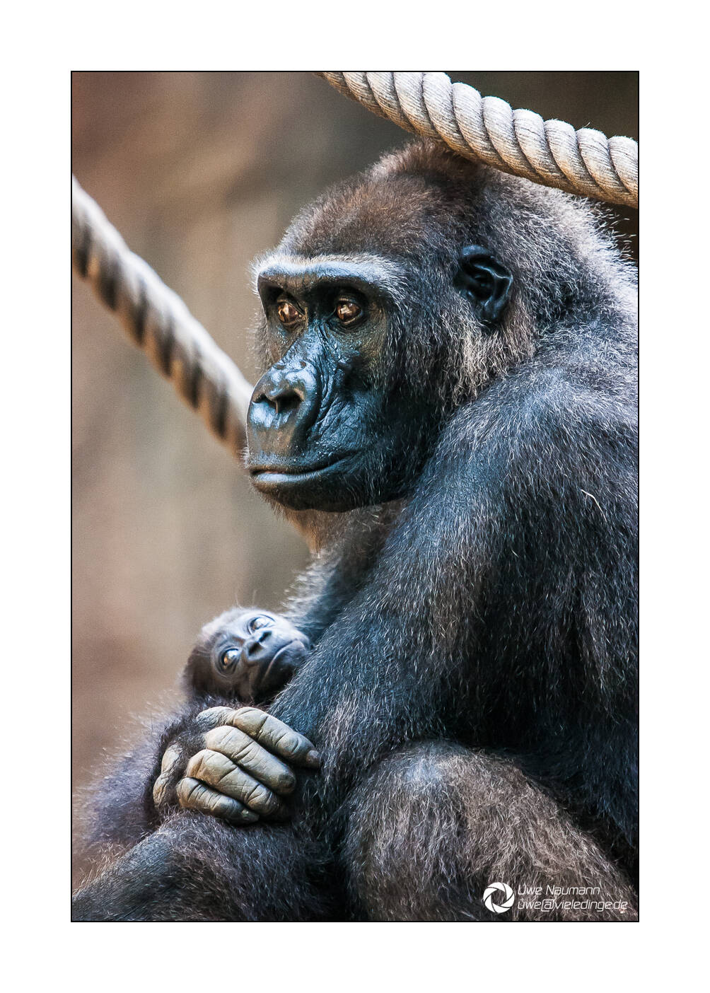 Gorilla Weibchen mit Neugeborenem - Zoo Leipzig
