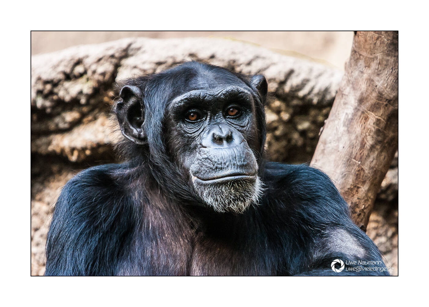 Schimpansen Portrait - Zoo Leipzig